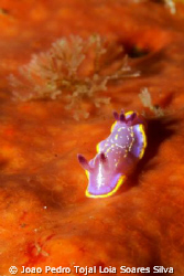 Nudibranch (Chromodoris krohni) crawling over a sponge in... by Joao Pedro Tojal Loia Soares Silva 